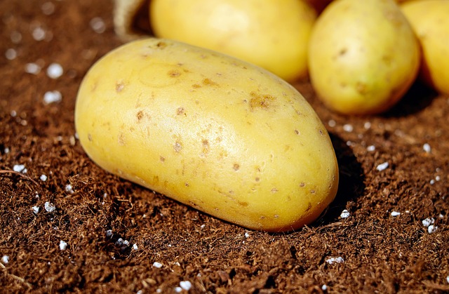 Jak głęboko sadzić ziemniaki?